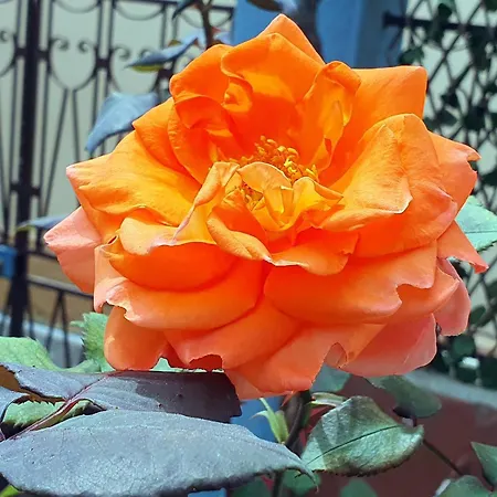 Yiannis Sokaki House Дом отдыха *