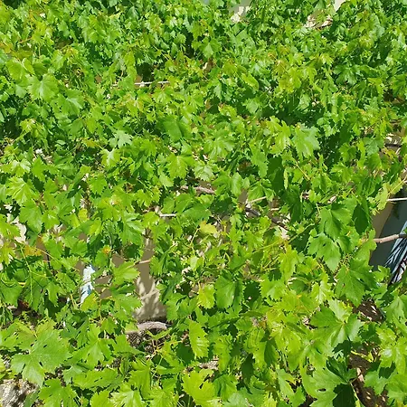 Ferienhaus Yiannis Sokaki House *