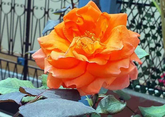 Yiannis Sokaki House Prázdninový dům *